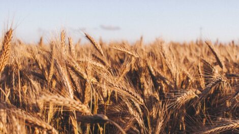 Kalászosokban látja a jövőt a hazai agrárium