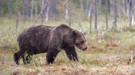 Két medvetámadás is történt kedden Romániában, német turista az egyik sérült