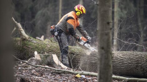 Átmeneti fakitermelési moratóriumot vezet be a kormány