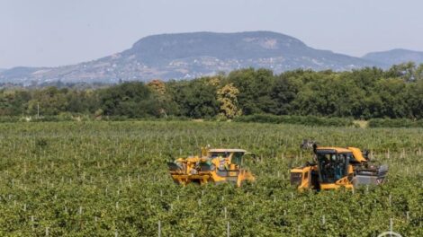 Csabagyöngyével indult idén is a szüret a Dél-Balatonon