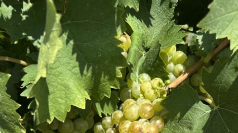 A szokásosnál is korábban kezdődött a szüret Tokaj-Hegyalján