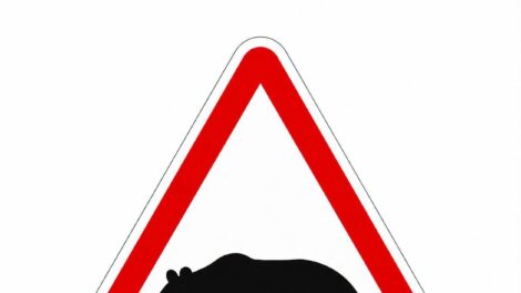 Ismét medvét láttak Sátoraljaújhely környékén