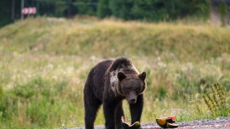 Petíciót indítottak a romániai medveállomány csökkentéséért