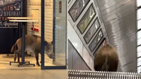 Vaddisznót ütött el a metró a budapesti Kossuth téren