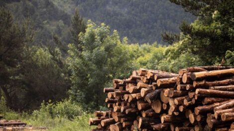A fakitermelési moratórium meghosszabbítását kérik a természetvédők