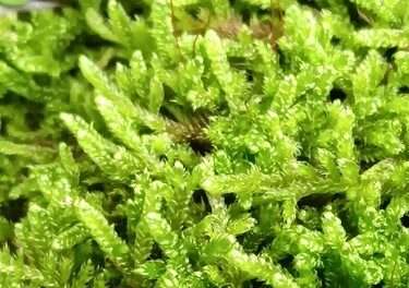 Illegális mohaszállítmányt foglaltak le a rendőrök, természetkárosítás miatt indult eljárás
