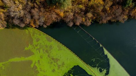 Csaknem 1800 tonna békalencsét távolítottak el a Bodrogról