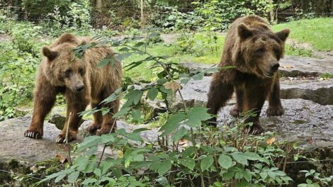 Hatalmas gazdasági károkat okoznak a medvék Székelyföldön